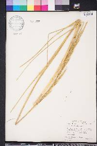 Spartina alterniflora image