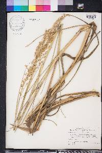 Panicum amarum image