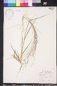 Eragrostis refracta image