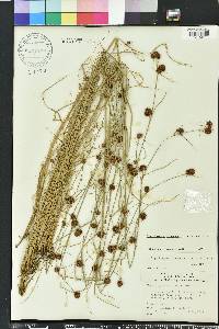 Rhynchospora microcephala image