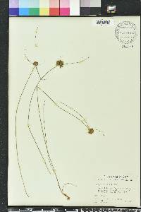 Cyperus filiculmis image