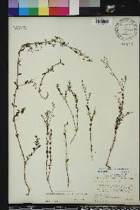 Paronychia baldwinii image
