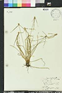 Kyllinga odorata image