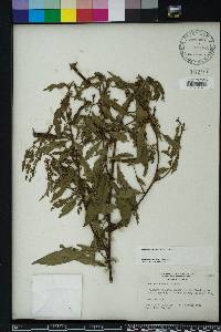 Ludwigia octovalvis image