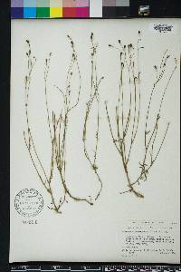 Wahlenbergia marginata image