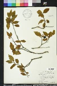 Prunus umbellata image