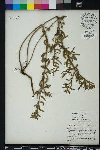 Oenothera humifusa image