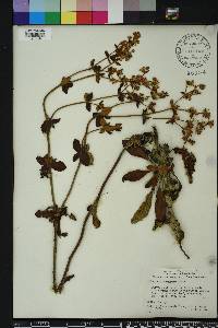 Eriogonum tomentosum image