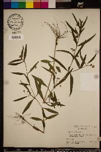 Eclipta prostrata image