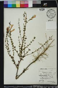 Calamintha coccinea image