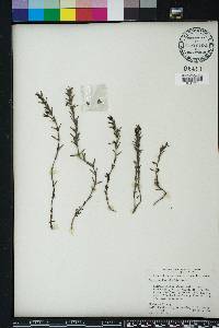 Sophronanthe hispida image