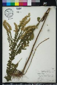 Solidago fistulosa image