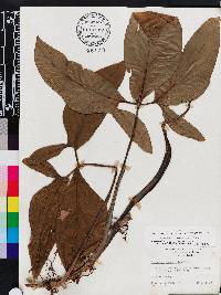 Syngonium podophyllum image