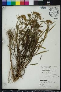 Flaveria floridana image