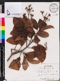 Miconia balbisiana image