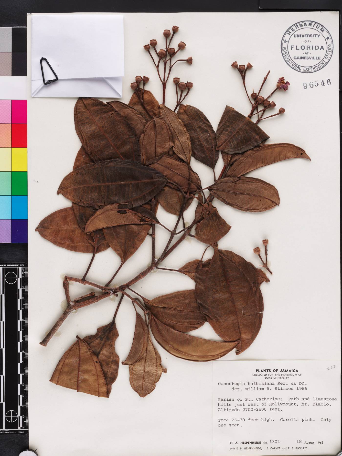 Miconia balbisiana image