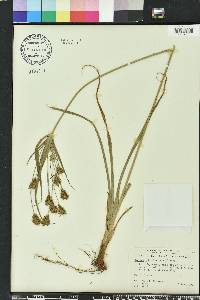 Cyperus retrofractus image