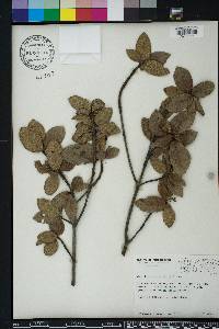 Guettarda scabra image