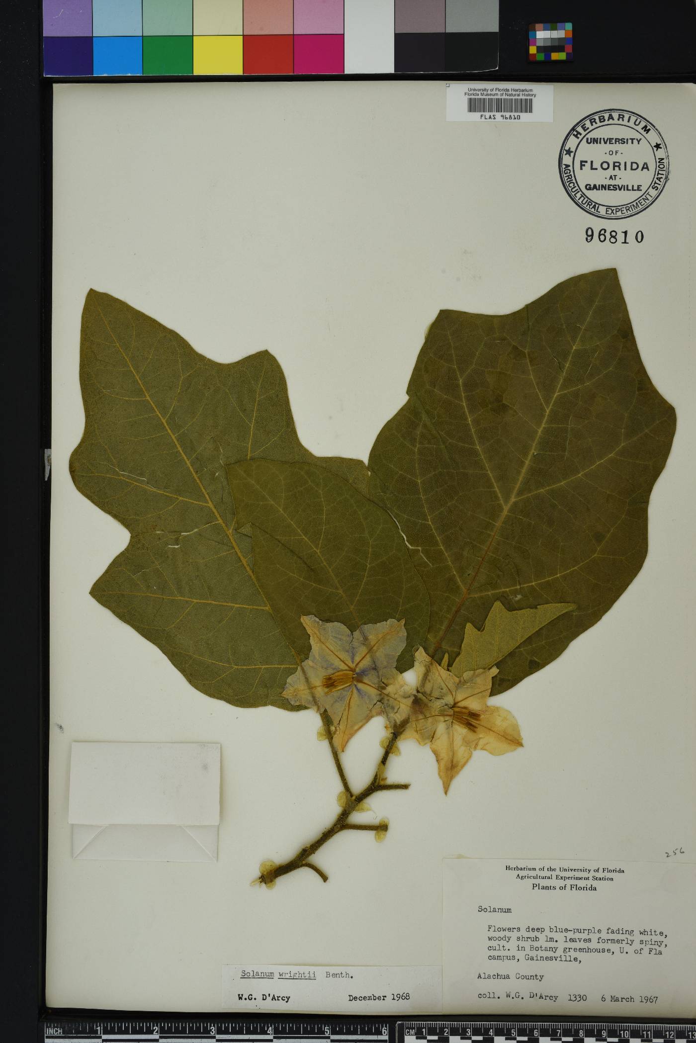 Solanum wrightii image