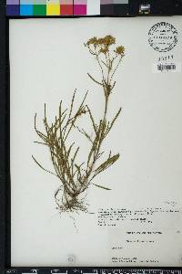 Flaveria linearis image