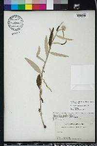 Pterocaulon pycnostachyum image