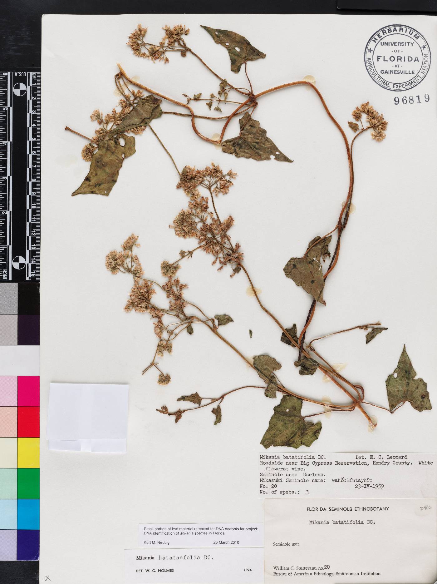 Mikania batatifolia image