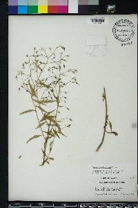 Campanula divaricata image