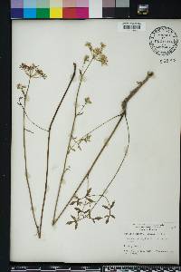 Angelica dentata image