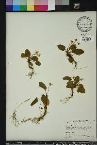 Viola primulifolia image