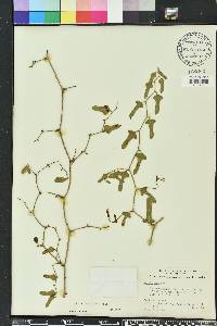 Smilax auriculata image