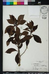 Psychotria nervosa image