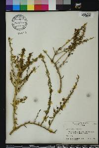 Lycium carolinianum image