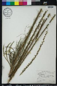 Liatris tenuifolia image