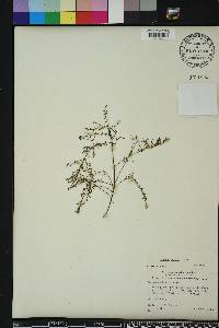 Lechea sessiliflora image