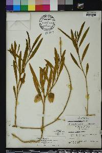 Physalis angustifolia image