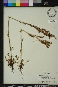 Rumex hastatulus image