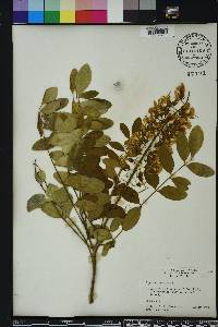 Sophora tomentosa image