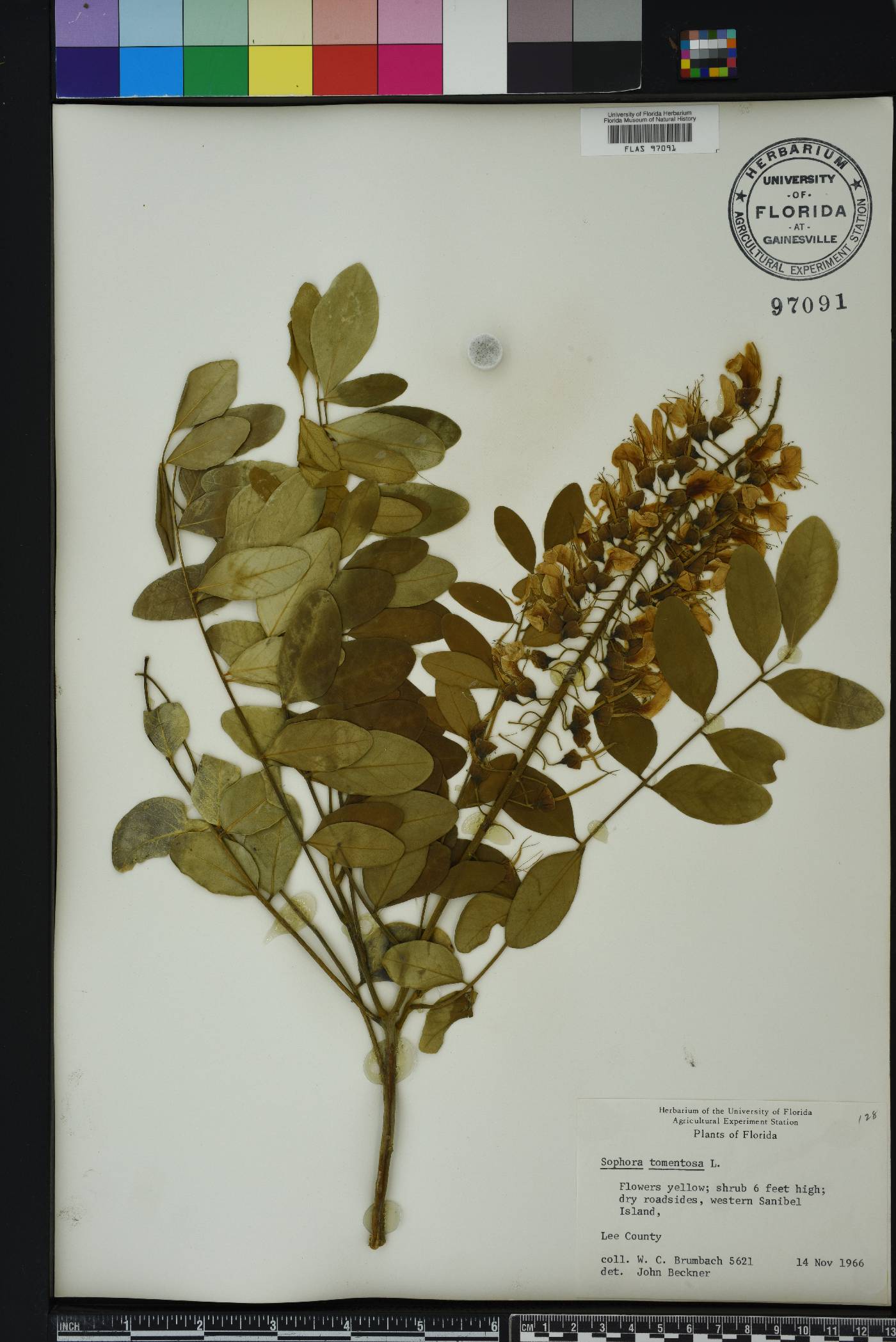 Sophora tomentosa image
