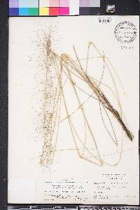 Muhlenbergia capillaris image