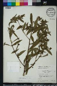 Ludwigia octovalvis image