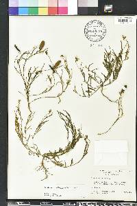Crotalaria rotundifolia image
