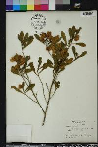 Dodonaea viscosa image