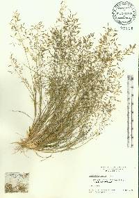 Eragrostis pectinacea var. tracyi image
