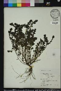 Parietaria floridana image