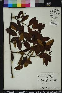 Pinochia floribunda image