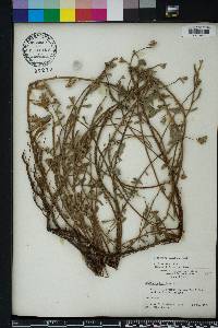 Oenothera humifusa image