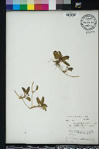 Centella asiatica image