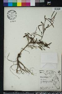 Ludwigia octovalvis image