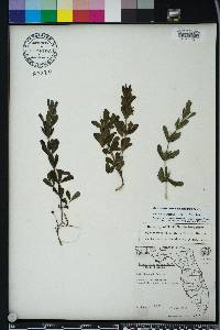 Dyschoriste oblongifolia image