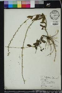 Verbena carnea image